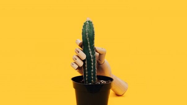 Debljina penisa na primjeru kaktusa
